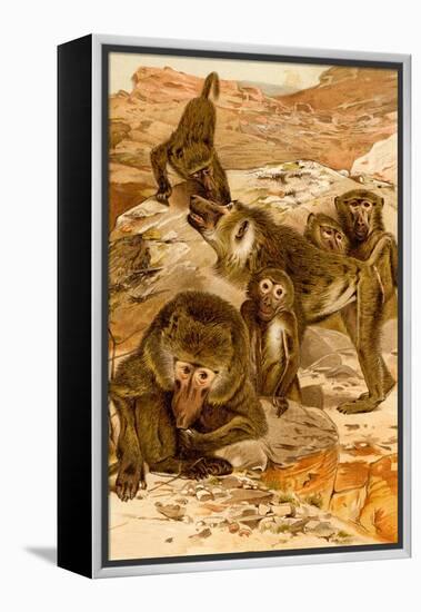 Baboon Family-F.W. Kuhnert-Framed Stretched Canvas