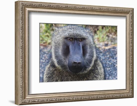 Baboon in Abijatta-Shalla Lakes National Park, Ethiopia-Keren Su-Framed Photographic Print