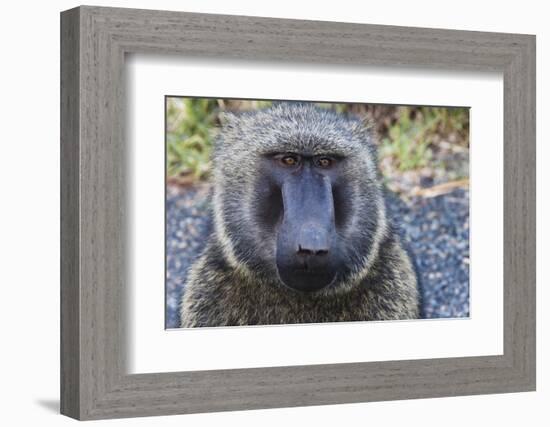 Baboon in Abijatta-Shalla Lakes National Park, Ethiopia-Keren Su-Framed Photographic Print