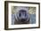 Baboon in Abijatta-Shalla Lakes National Park, Ethiopia-Keren Su-Framed Photographic Print