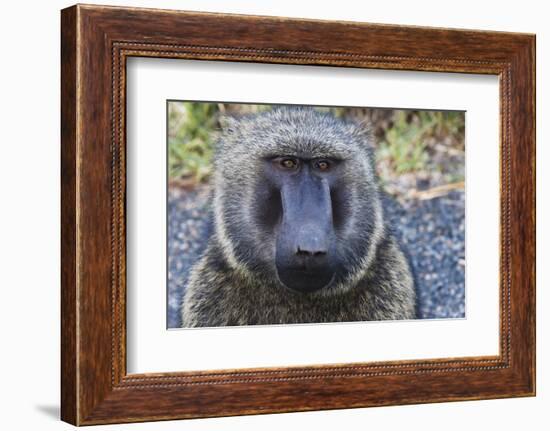 Baboon in Abijatta-Shalla Lakes National Park, Ethiopia-Keren Su-Framed Photographic Print