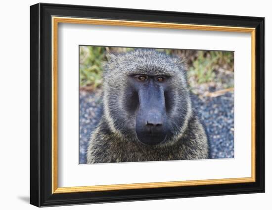 Baboon in Abijatta-Shalla Lakes National Park, Ethiopia-Keren Su-Framed Photographic Print