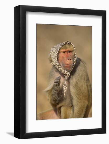 Baboon in Headscarf-DLILLC-Framed Photographic Print
