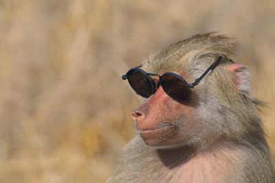 Baboon in Sunglasses' Photographic Print - DLILLC | Art.com