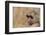 Baboon in Sunglasses-DLILLC-Framed Photographic Print