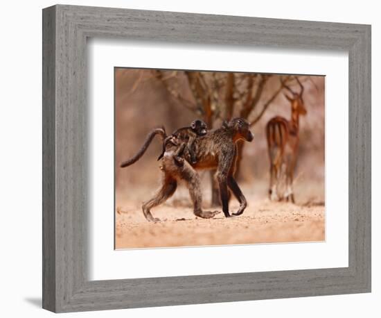 Baboon mother, 2019,-Eric Meyer-Framed Photographic Print