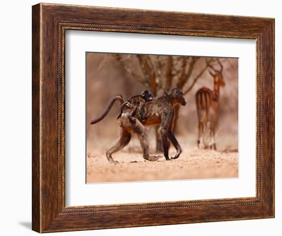 Baboon mother, 2019,-Eric Meyer-Framed Photographic Print