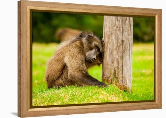 Baboon Resting, Johannesburg, South Africa, Africa-Laura Grier-Framed Premier Image Canvas