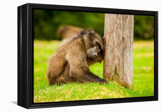 Baboon Resting, Johannesburg, South Africa, Africa-Laura Grier-Framed Premier Image Canvas