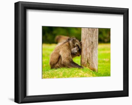 Baboon Resting, Johannesburg, South Africa, Africa-Laura Grier-Framed Photographic Print