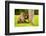 Baboon Resting, Johannesburg, South Africa, Africa-Laura Grier-Framed Photographic Print