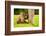 Baboon Resting, Johannesburg, South Africa, Africa-Laura Grier-Framed Photographic Print