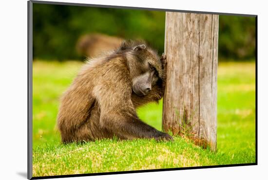 Baboon Resting, Johannesburg, South Africa, Africa-Laura Grier-Mounted Photographic Print