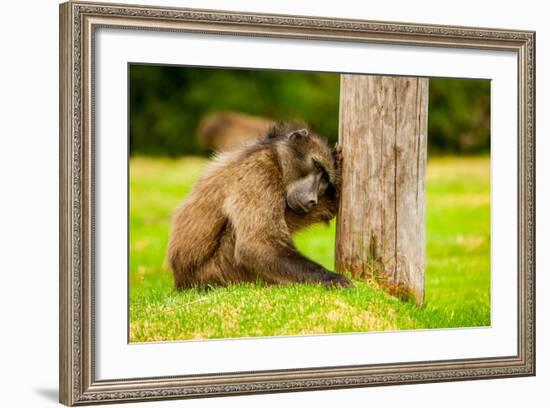 Baboon Resting, Johannesburg, South Africa, Africa-Laura Grier-Framed Photographic Print