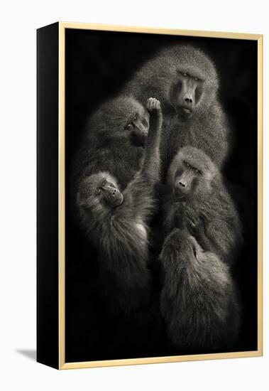 Baboons "United"-Mario Moreno-Framed Premier Image Canvas