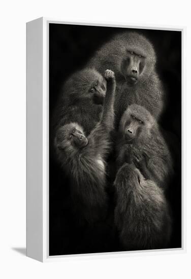 Baboons "United"-Mario Moreno-Framed Premier Image Canvas