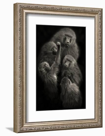 Baboons "United"-Mario Moreno-Framed Photographic Print