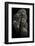 Baboons "United"-Mario Moreno-Framed Photographic Print