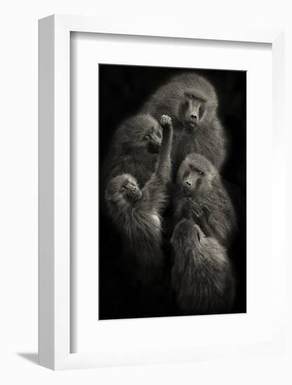 Baboons "United"-Mario Moreno-Framed Photographic Print