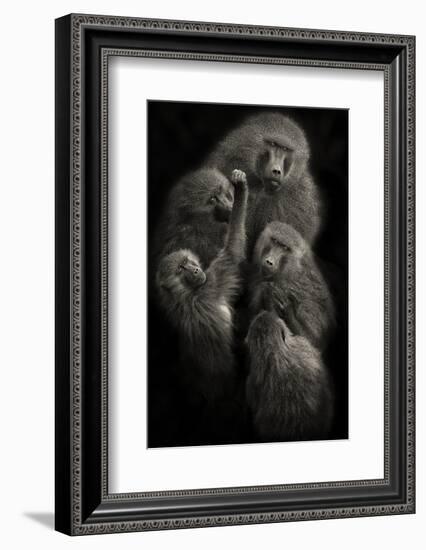 Baboons "United"-Mario Moreno-Framed Photographic Print