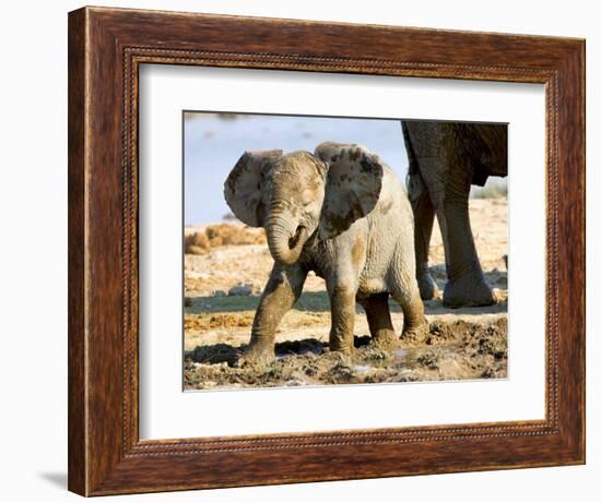 Baby African Elephant in Mud, Namibia-Joe Restuccia III-Framed Photographic Print