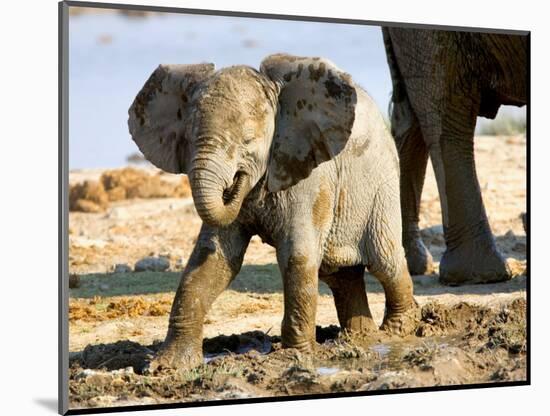 Baby African Elephant in Mud, Namibia-Joe Restuccia III-Mounted Photographic Print