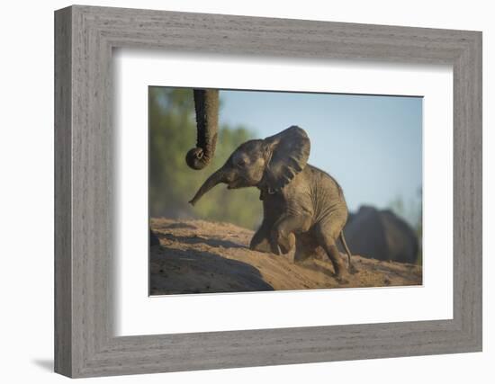 Baby African Elephant (Loxodonta Africana), Climbing Up A Riverbank, Chobe National Park, Botswana-Wim van den Heever-Framed Photographic Print