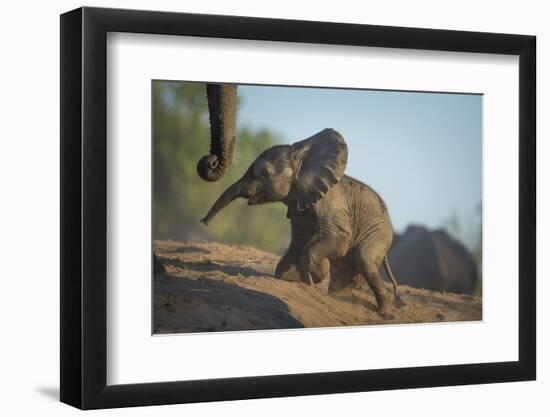 Baby African Elephant (Loxodonta Africana), Climbing Up A Riverbank, Chobe National Park, Botswana-Wim van den Heever-Framed Photographic Print