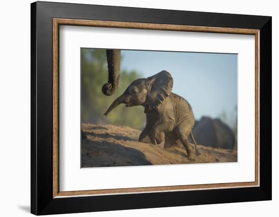 Baby African Elephant (Loxodonta Africana), Climbing Up A Riverbank, Chobe National Park, Botswana-Wim van den Heever-Framed Photographic Print