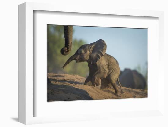 Baby African Elephant (Loxodonta Africana), Climbing Up A Riverbank, Chobe National Park, Botswana-Wim van den Heever-Framed Photographic Print