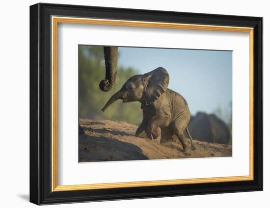 Baby African Elephant (Loxodonta Africana), Climbing Up A Riverbank, Chobe National Park, Botswana-Wim van den Heever-Framed Photographic Print