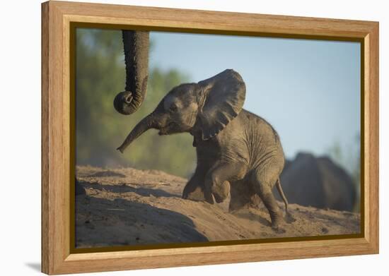 Baby African Elephant (Loxodonta Africana), Climbing Up A Riverbank, Chobe National Park, Botswana-Wim van den Heever-Framed Premier Image Canvas