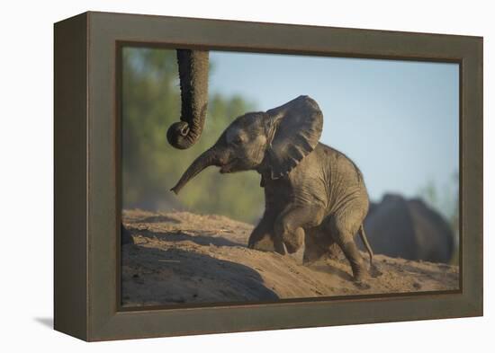 Baby African Elephant (Loxodonta Africana), Climbing Up A Riverbank, Chobe National Park, Botswana-Wim van den Heever-Framed Premier Image Canvas