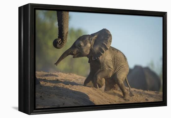 Baby African Elephant (Loxodonta Africana), Climbing Up A Riverbank, Chobe National Park, Botswana-Wim van den Heever-Framed Premier Image Canvas