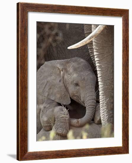 Baby African Elephant (Loxodonta Africana), Kruger National Park, South Africa, Africa-James Hager-Framed Photographic Print