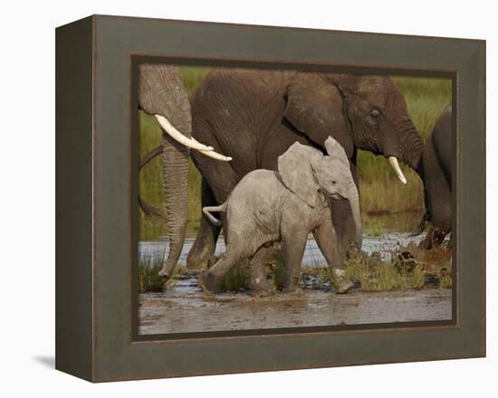 Baby African Elephant (Loxodonta Africana), Serengeti National Park, Tanzania, East Africa, Africa-James Hager-Framed Premier Image Canvas