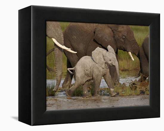 Baby African Elephant (Loxodonta Africana), Serengeti National Park, Tanzania, East Africa, Africa-James Hager-Framed Premier Image Canvas
