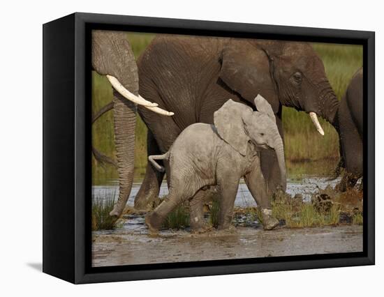 Baby African Elephant (Loxodonta Africana), Serengeti National Park, Tanzania, East Africa, Africa-James Hager-Framed Premier Image Canvas