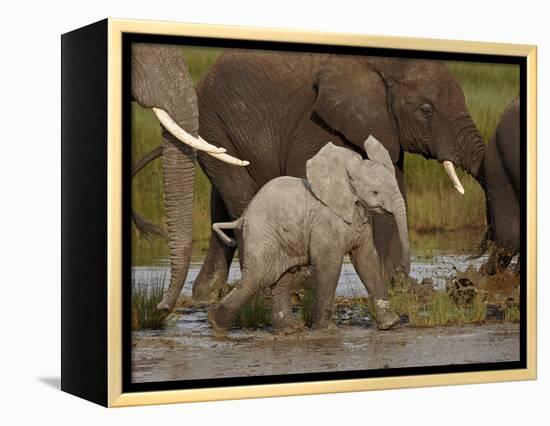 Baby African Elephant (Loxodonta Africana), Serengeti National Park, Tanzania, East Africa, Africa-James Hager-Framed Premier Image Canvas