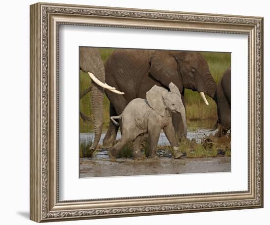 Baby African Elephant (Loxodonta Africana), Serengeti National Park, Tanzania, East Africa, Africa-James Hager-Framed Photographic Print