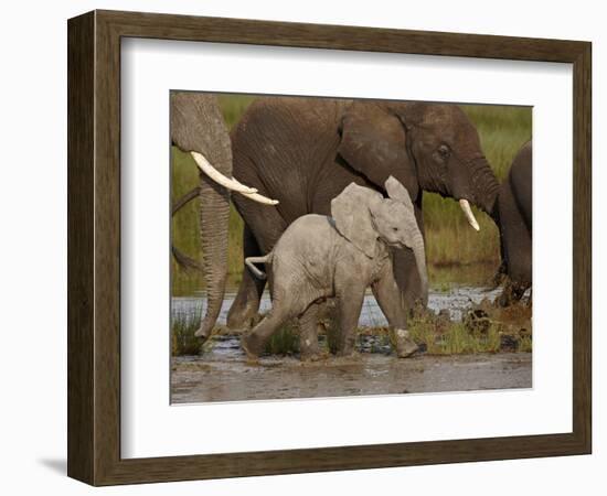 Baby African Elephant (Loxodonta Africana), Serengeti National Park, Tanzania, East Africa, Africa-James Hager-Framed Photographic Print