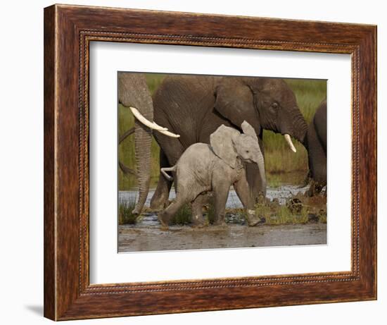 Baby African Elephant (Loxodonta Africana), Serengeti National Park, Tanzania, East Africa, Africa-James Hager-Framed Photographic Print