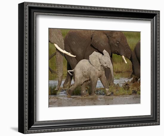 Baby African Elephant (Loxodonta Africana), Serengeti National Park, Tanzania, East Africa, Africa-James Hager-Framed Photographic Print