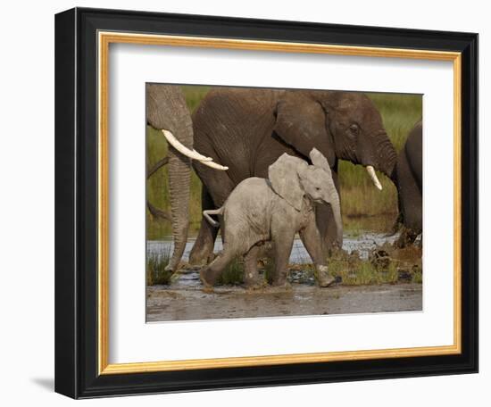 Baby African Elephant (Loxodonta Africana), Serengeti National Park, Tanzania, East Africa, Africa-James Hager-Framed Photographic Print