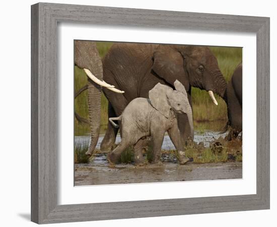 Baby African Elephant (Loxodonta Africana), Serengeti National Park, Tanzania, East Africa, Africa-James Hager-Framed Photographic Print