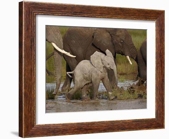 Baby African Elephant (Loxodonta Africana), Serengeti National Park, Tanzania, East Africa, Africa-James Hager-Framed Photographic Print