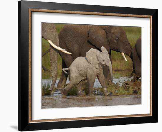 Baby African Elephant (Loxodonta Africana), Serengeti National Park, Tanzania, East Africa, Africa-James Hager-Framed Photographic Print