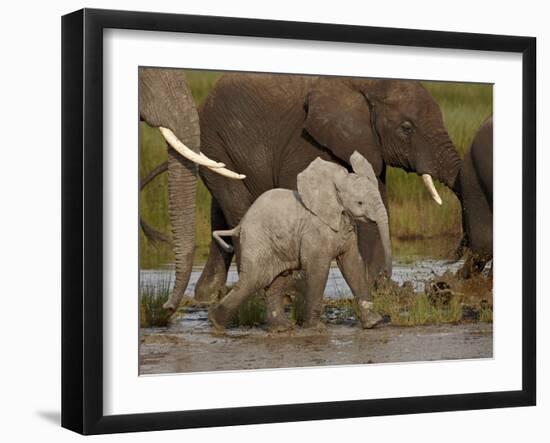 Baby African Elephant (Loxodonta Africana), Serengeti National Park, Tanzania, East Africa, Africa-James Hager-Framed Photographic Print