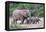 Baby African Elephants and Mom-Four Oaks-Framed Premier Image Canvas