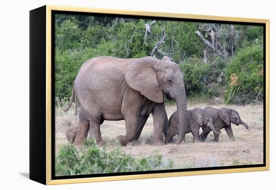 Baby African Elephants and Mom-Four Oaks-Framed Premier Image Canvas